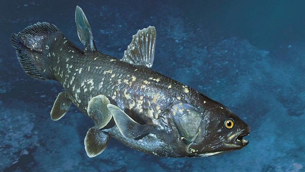 Os celacantos são encontrados ao longo da costa da Indonésia e no oceano Índico — Foto: Getty Images via BBC