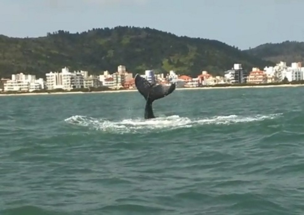 Baleia foi vista na Praia de Palmas, em Governador Celso Ramos â Foto: PMA/DivulgaÃ§Ã£o