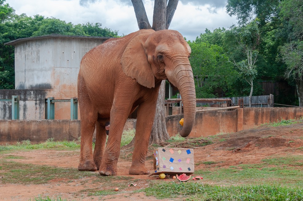 Animais do Zoológico de Brasília ganham 'presentes de Natal' — Foto: Tiago Severo/Zoológico de Brasília