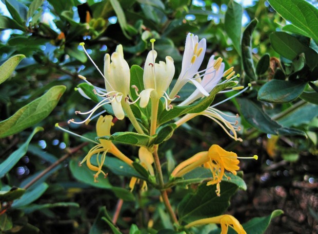 A madressilva possui flores que nascem brancas e ficam amarelas com o tempo (Foto: Creative Commons)