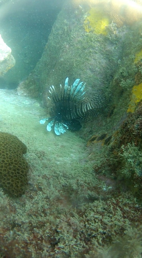 Peixe-leão foi encontrado no mar de Arraial do Cabo (Foto: Associação de Mergulho / Divulgação)