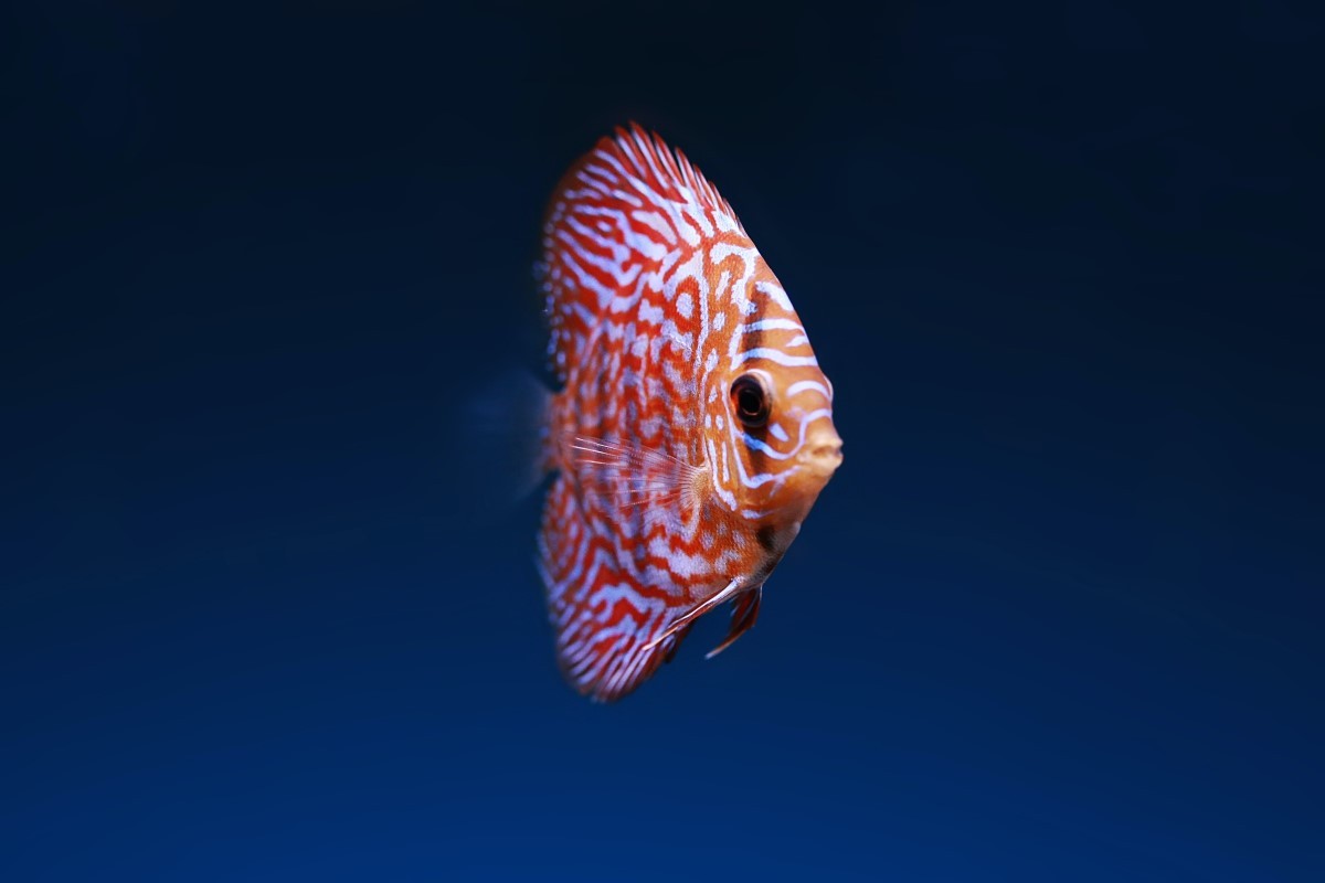 Os peixes estressado podem mudar de cor e ter alteração de comportamento  (Foto: Pexels/ Lone Jensen/ CreativeCommons)