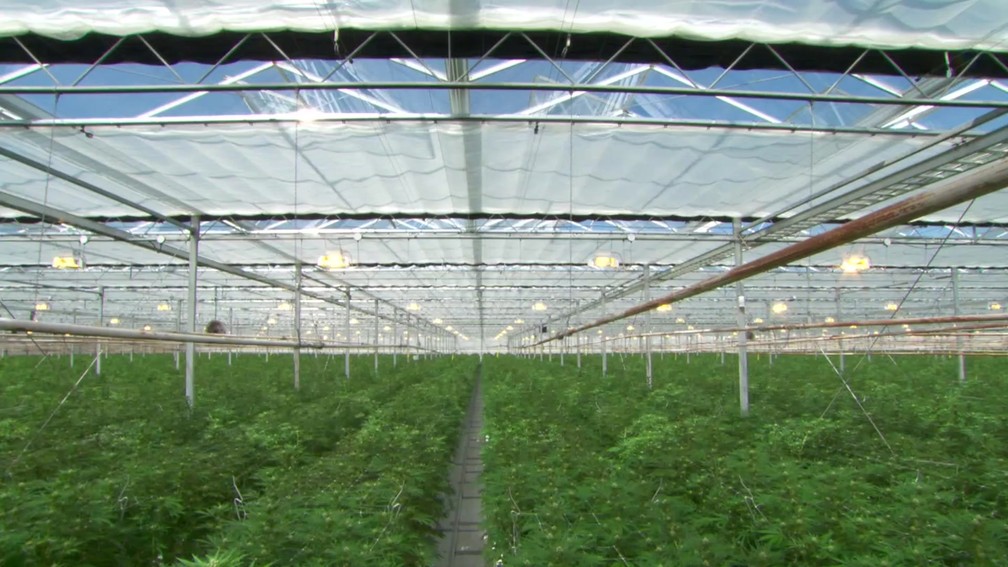 Canopy Growth Ã© o maior produtor de cannabis para fins medicinais do CanadÃ¡ (Foto: BBC)