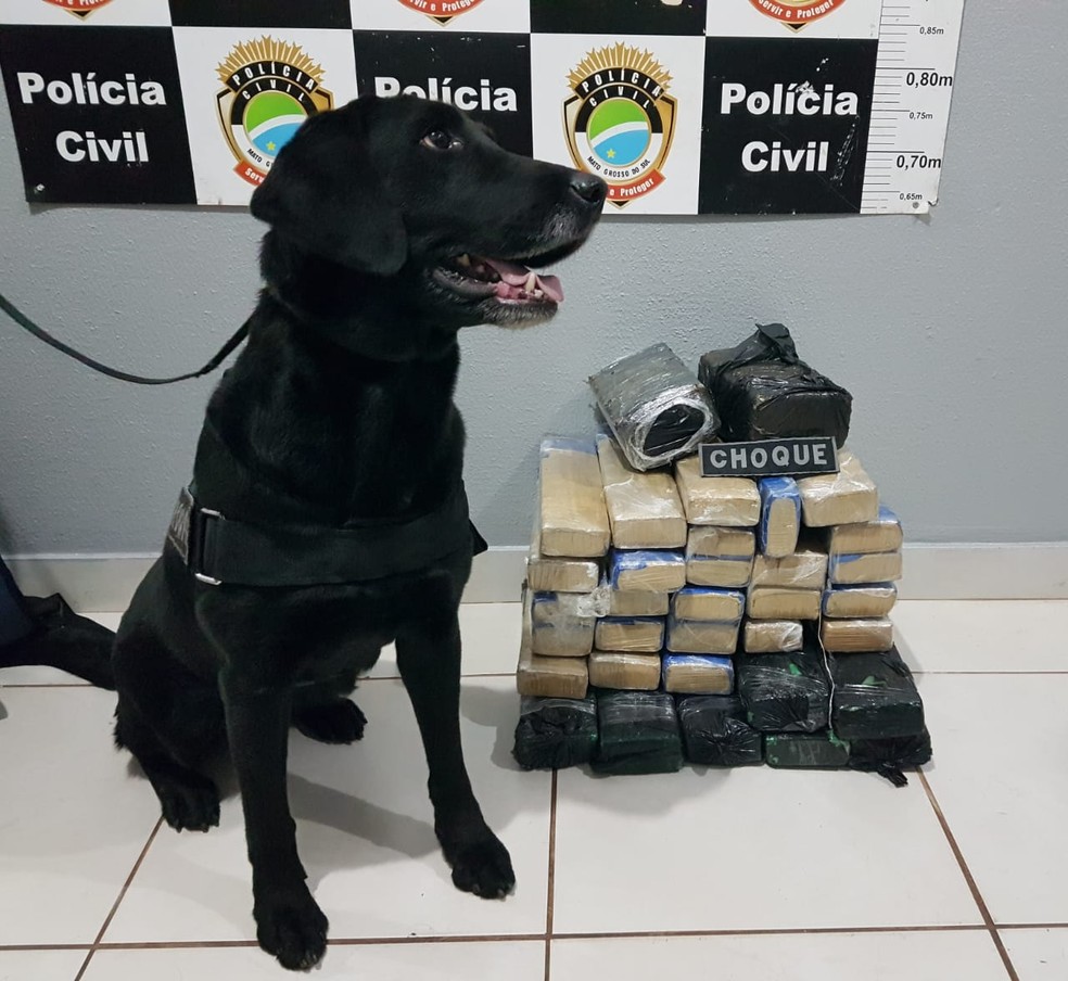 Cão do BPChoque indicou que havia droga no carro — Foto: BPChoque/Divulgação