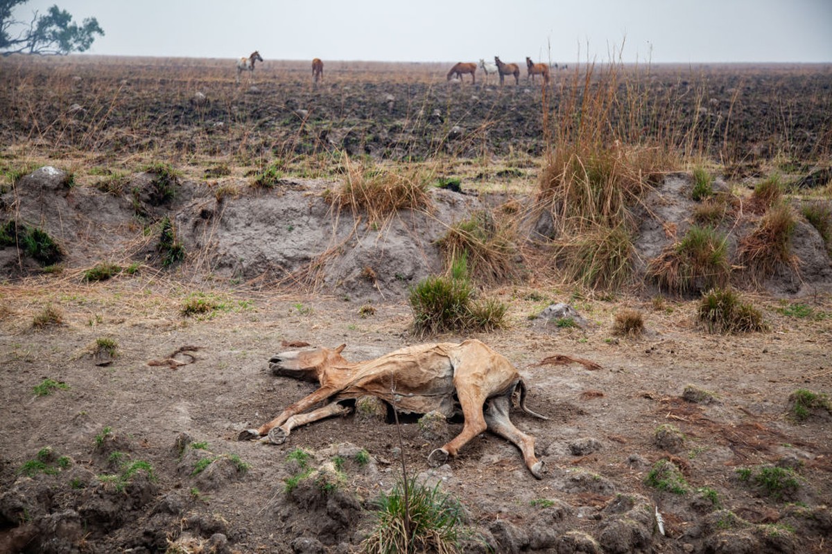 Incendio forestal castiga fauna silvestre en Argentina |  climatizado