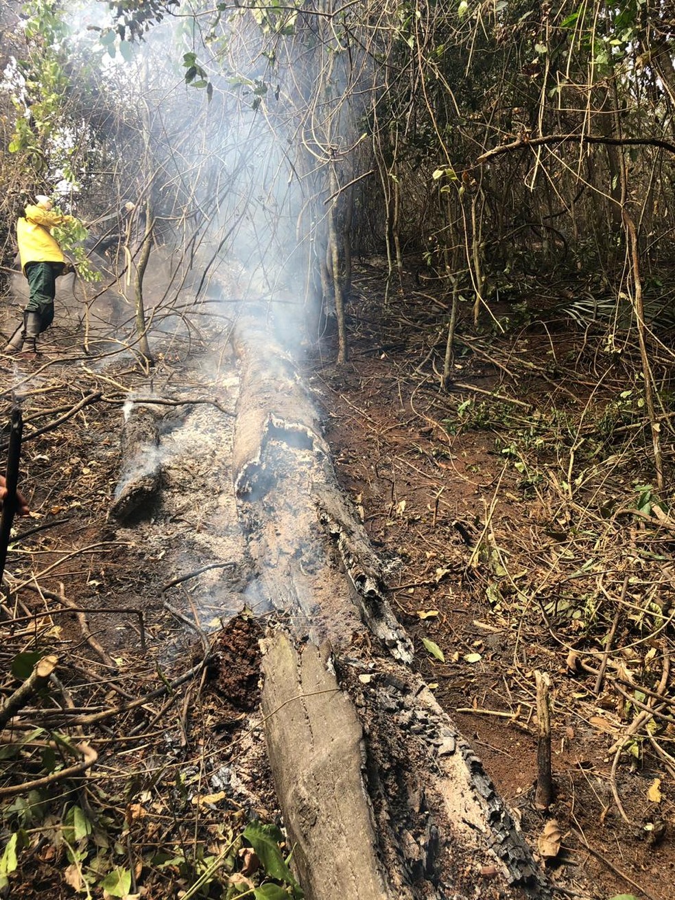Troncos de árvores foram consumidos pelas chamas — Foto: Corpo de Bombeiros Militar/Divulgação