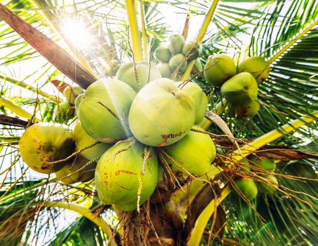 Como cultivar coqueiro-anão no jardim (Foto: Getty Images)
