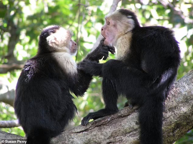 Alguns rituais realizados pelos macacos têm como objetivo testar sua amizade, incluindo cutucar os olhos, a boca ou o nariz um do outro (Foto: Susan Perry/ Divulgação)