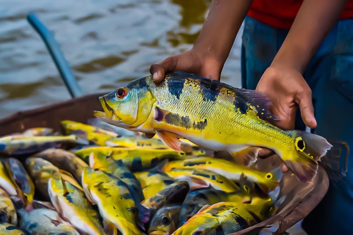 300kg de pescado são apreendidos durante fiscalização na rodovia PA-263, em Tucuruí | Pará | G1
