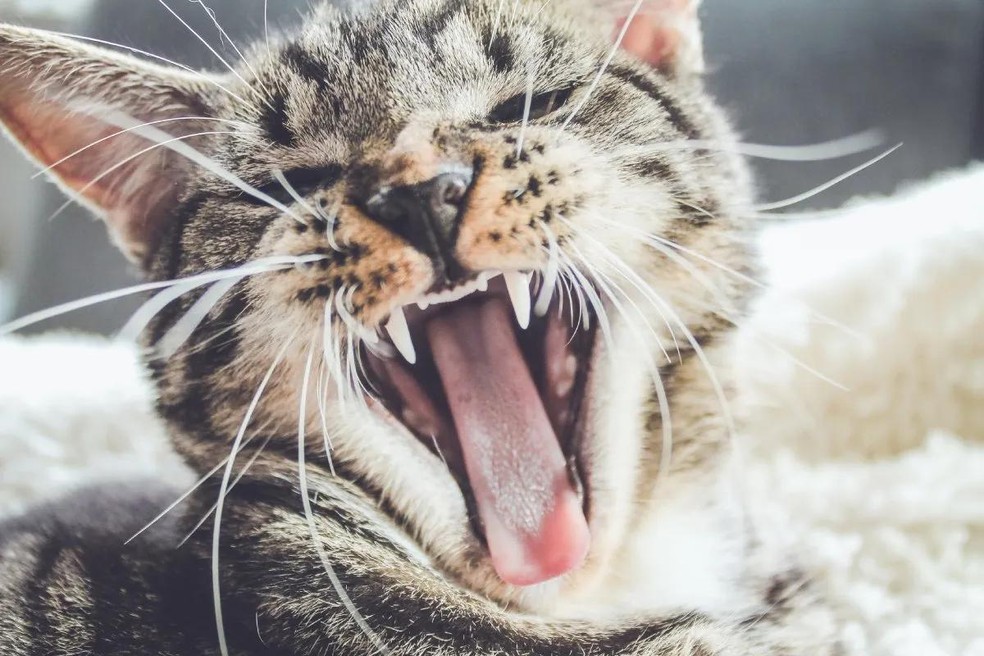 O aumento da vocalização é outro comportamento comum de um gato medroso ou estressado pela queima de fogos (Foto: Unsplash/ Erik-Jan Leusink/ CreativeCommons) — Foto: Vida de Bicho
