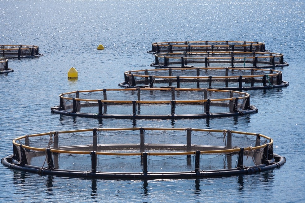 Experimento de aquacultura — Foto: Reprodução/Redes Sociais