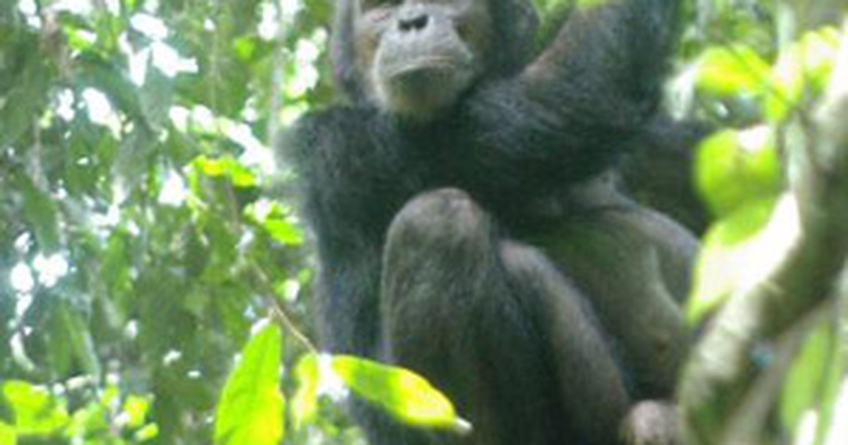 Pesquisa indica que chimpanzés conseguem reconhecer traseiros