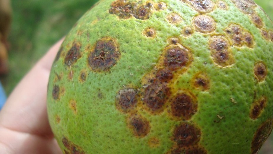 O cancro cítrico ataca todas as variedades e espécies de citros