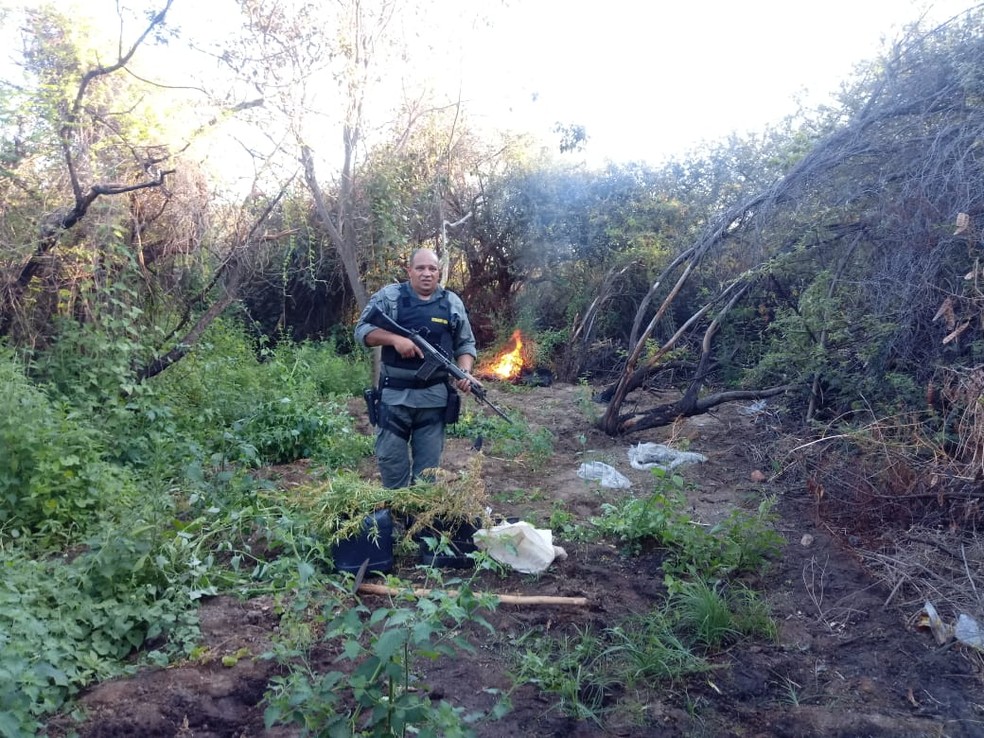 Erradicação de 30 mil pés de maconha no N-4 do perímetro irrigado Nilo Coelho em Petrolina — Foto: Divulgação/ 5º BPM