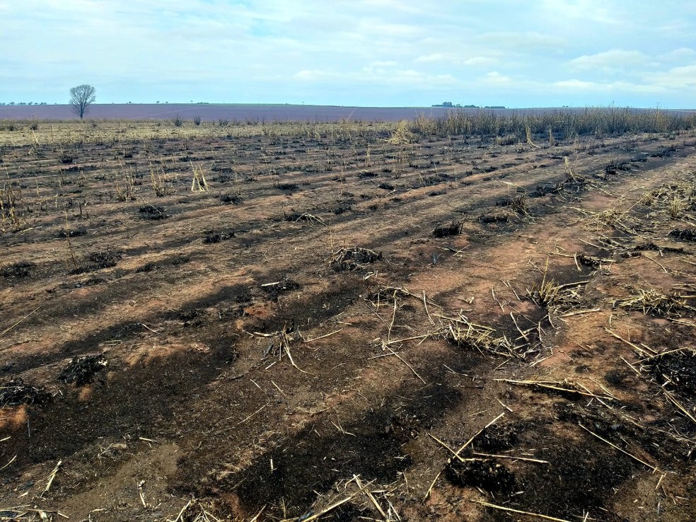 Conforme a polícia, 329 hectares foram queimados — Foto: Polícia Ambiental 