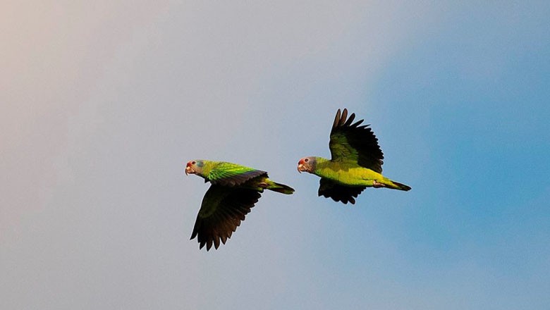Papagaios-de-cara-roxa registram taxa de crescimento populacional no litoral norte do Paraná (Foto: Zig Koch)