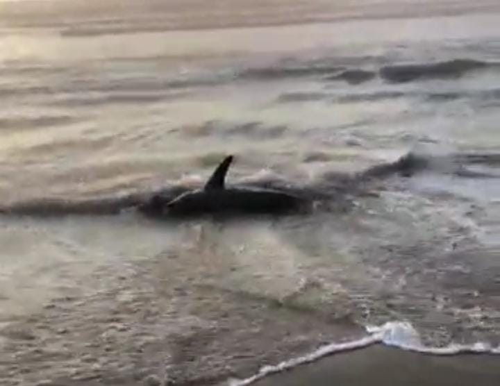 VÍDEO: Tubarão é encontrado em faixa de areia em praia de Laguna