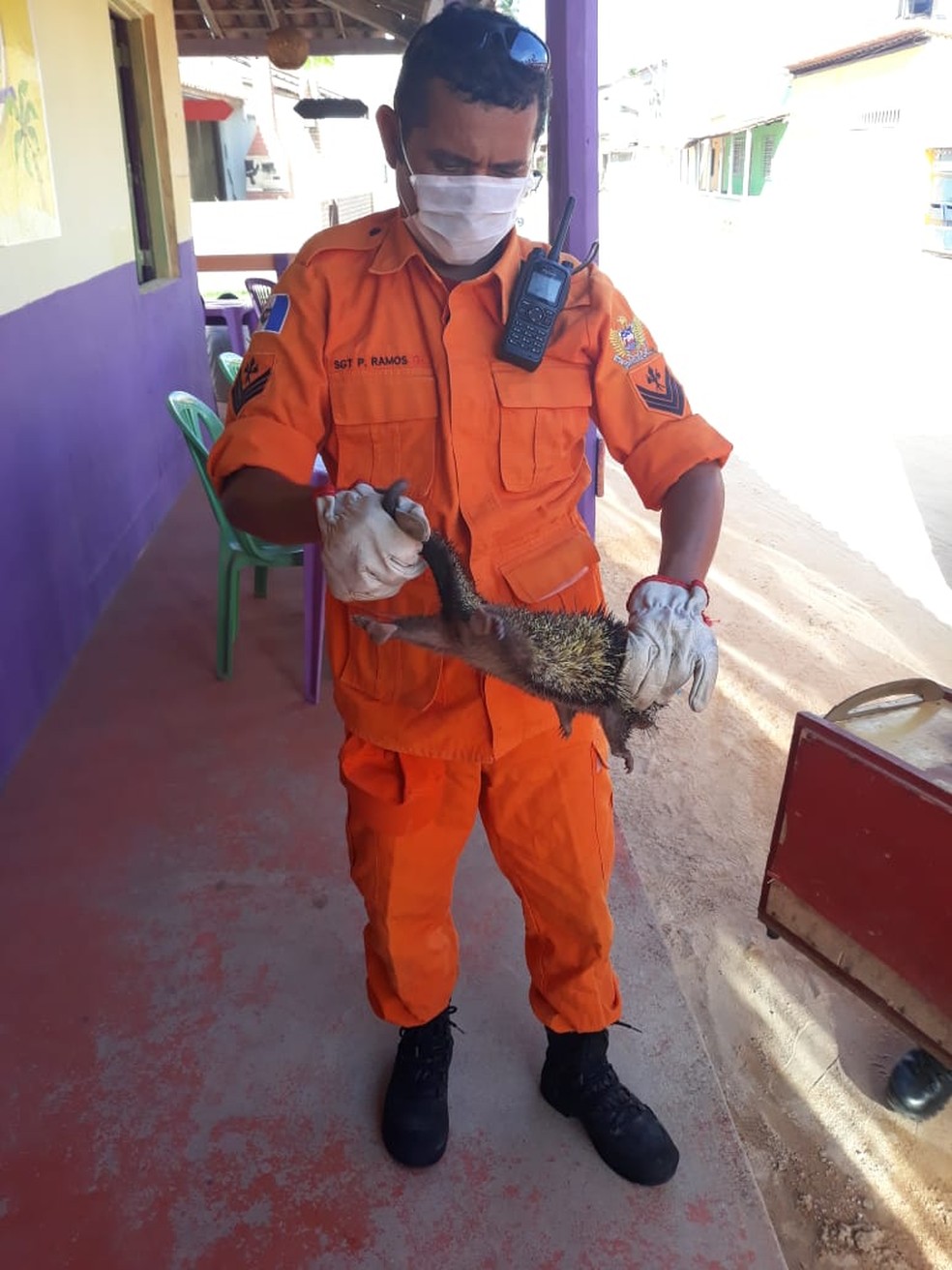 Bombeiros resgataram porco-espinho dentro de lanchonete, em Maragogi, AL — Foto: Ascom/CBMAL