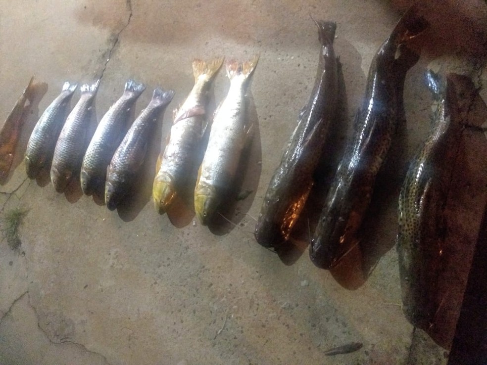 Peixes são capturados durante fiscalização  — Foto: Polícia Ambiental 