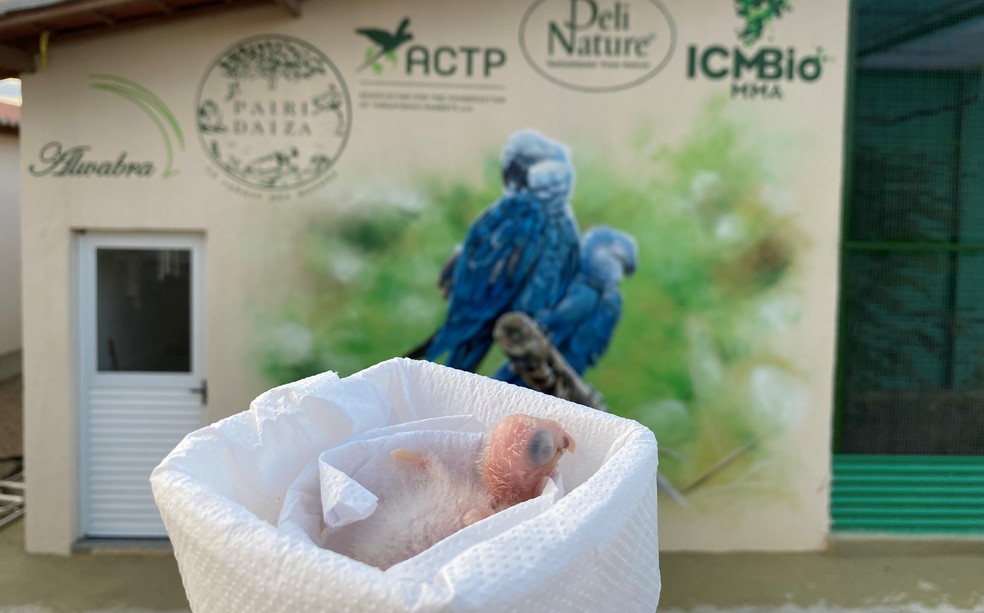 Primeiro filhote de ararinha-azul da Caatinga nasceu pesando aproximadamente 10 gramas em 13 de abril — Foto: ACTP/Divulgação
