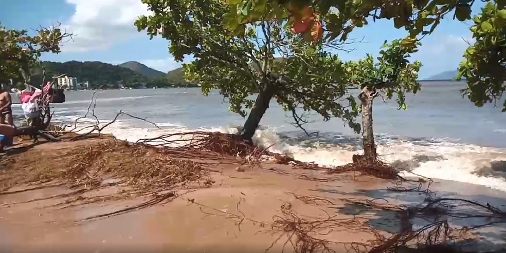 Maré alta derruba árvores na Praia do Centro em Caraguatatuba. — Foto: Adston Oliveira/Vanguarda Repórter