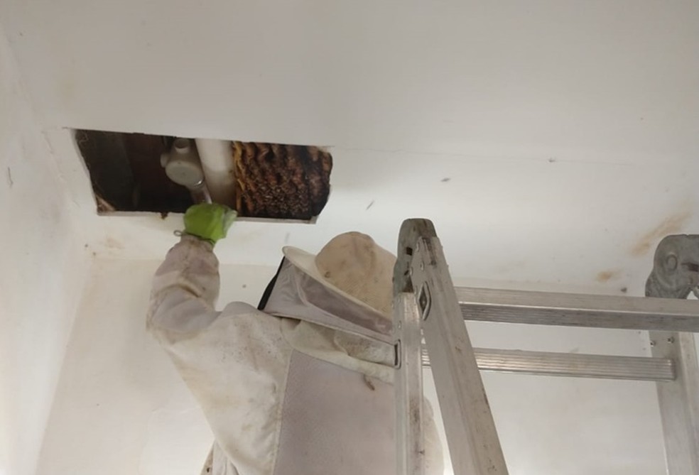 Casos envolvendo abelhas passaram dos 2 mil até agosto — Foto: CBMRN/Assecom