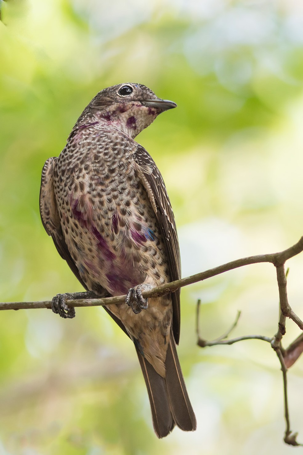 Jovem do crejoá apresenta uma plumagem semelhante a fêmea (Foto: Jaílson Souza)