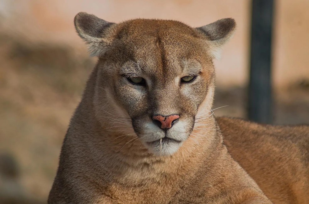 Onça-parda - Puma concolor — Foto: ( Shahzaib Damn Cruze/ Wikimedia Commons/ CreativeCommons)