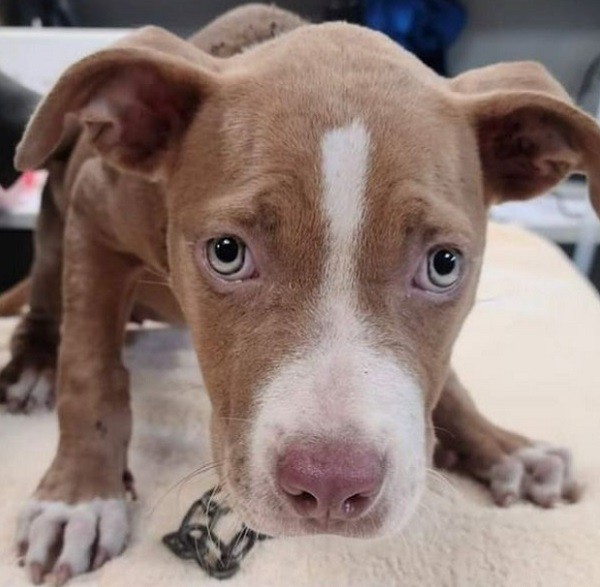 A pequena cadela Sage foi resgatada após sofrer diversos abusos de seus antigos donos (Foto: Instagram)
