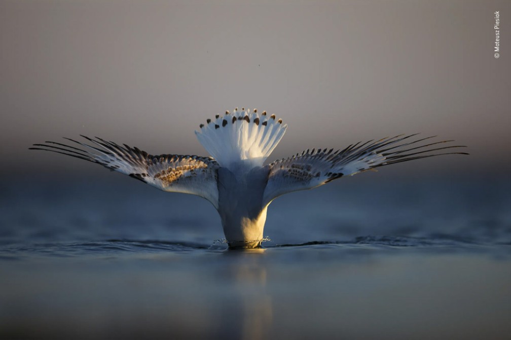 Fotos de pássaros como esse belo mergulho garantiram o prêmio de portfólio de estrela em ascensão do concurso Fotógrafo de Vida Selvagem do Ano 2022 — Foto: Mateusz Piesiak/Wildlife Photographer of the Year/Divulgação