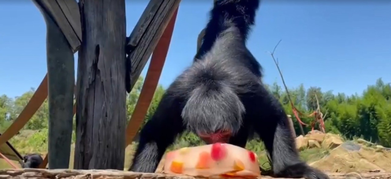 Animais do zoológico de Gramado ganham picolés para espantar o calor