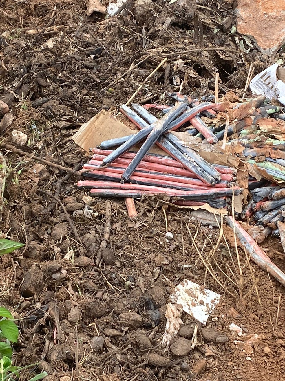 Equipes foram chamadas em Palmas para avaliar se são realmente bananas de dinamite — Foto: Divulgação