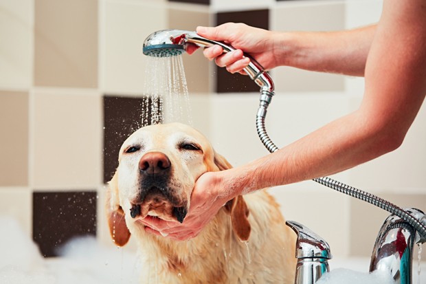 Apresentadora e expert vegana dá dicas de limpeza para pets (Foto: GettyImages)