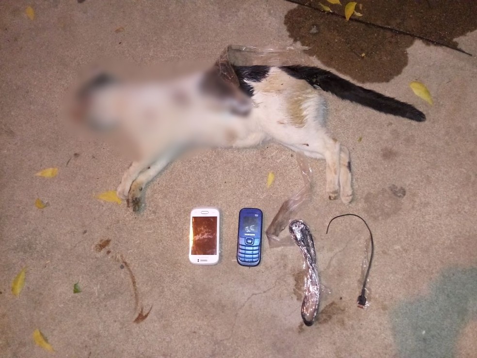 Resultado de imagem para cachorro mata gato que transportava celular paraiba