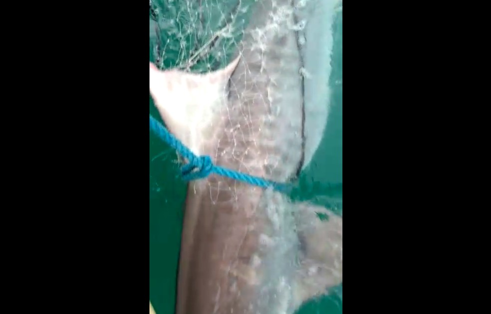 Morador do sul da Bahia pesca tubarão com cerca de 120 kg — Foto: Reprodução/Eliomário 