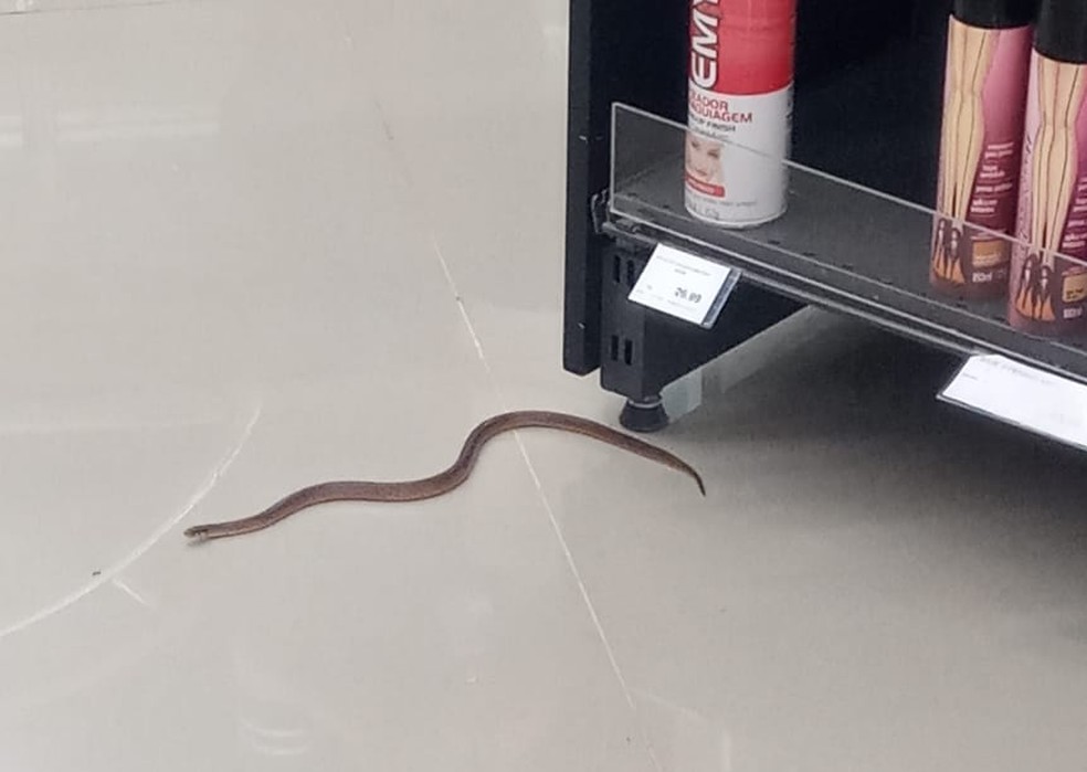 Cobra encontrada dentro de farmácia no bairro Santa Lúcia em BH — Foto: Corpo de Bombeiros