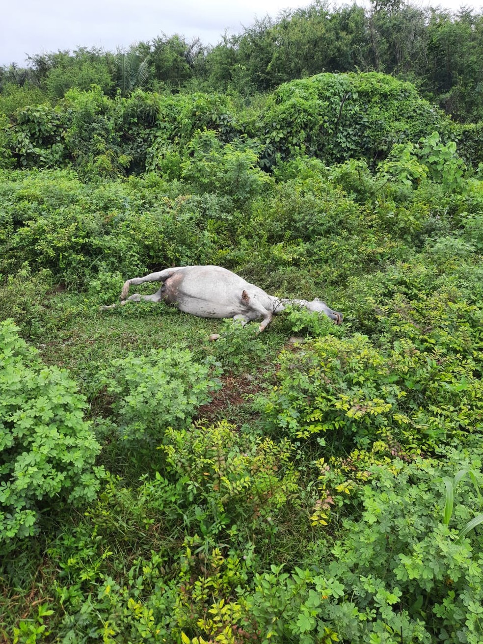 Caminhonete atropela dois cavalos na BR-135 em Matões do Norte — Foto: Divulgação/Polícia Rodoviária Federal
