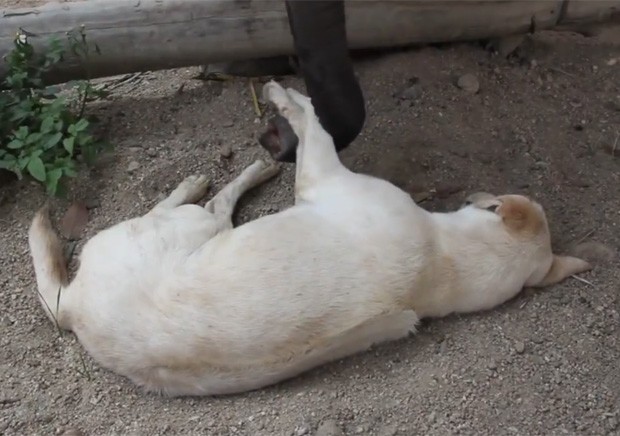 Elefante tentou acordar cachorro de todas as maneiras, mas não conseguiu (Foto: Reprodução/LiveLeak/plokiju )