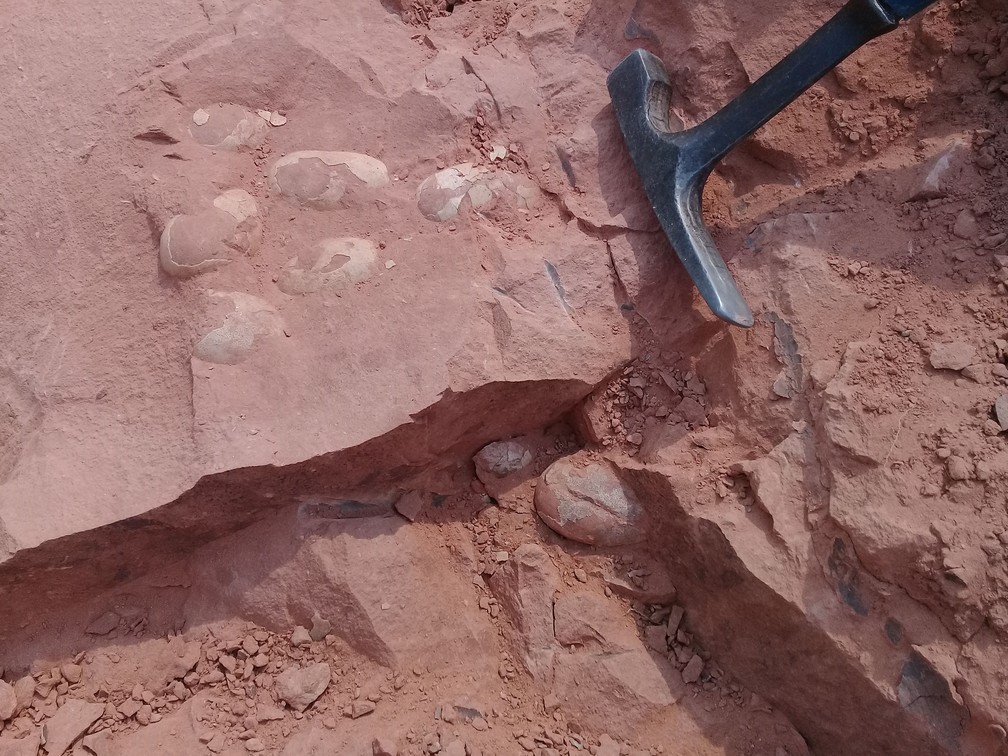 Ovos fossilizados de crocodilo da 'Era dos Dinossauros' foram encontrados no sítio paleontológico de Presidente Prudente (SP) — Foto: Willian Roberto Nava/Cedida