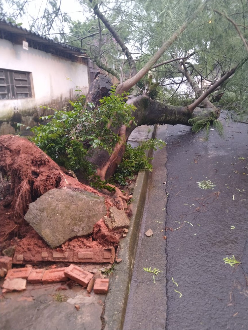 Árvore caiu no Jardim Santa Mônica em Botucatu — Foto: Arquivo pessoal/Geraldo André da Silva