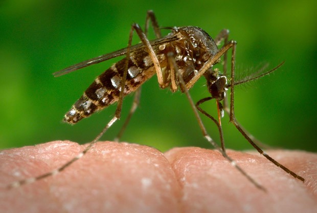 Aedes Aegypti mosquito da dengue (Foto: CDC-GATHANY/PHANIE/AFP)