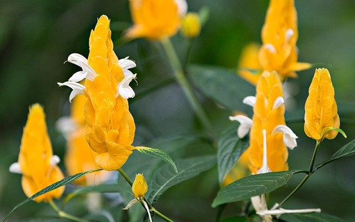 Camarão amarelo: como cuidar da planta que é um ímã para beija-flores -  Casa e Jardim | Paisagismo