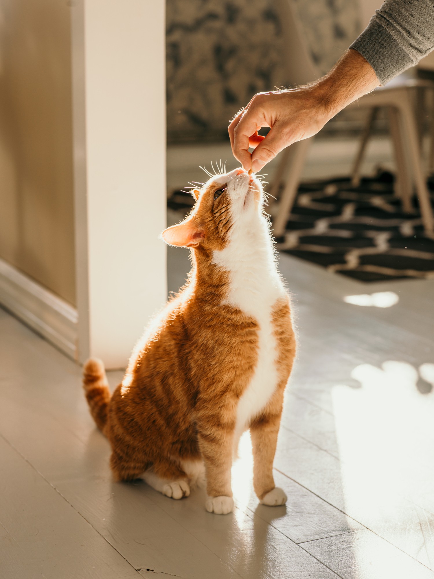 A palatabilidade e o formato do suplemento podem ajudar bastante na hora de oferecer ao pet (Foto: Getty Images)