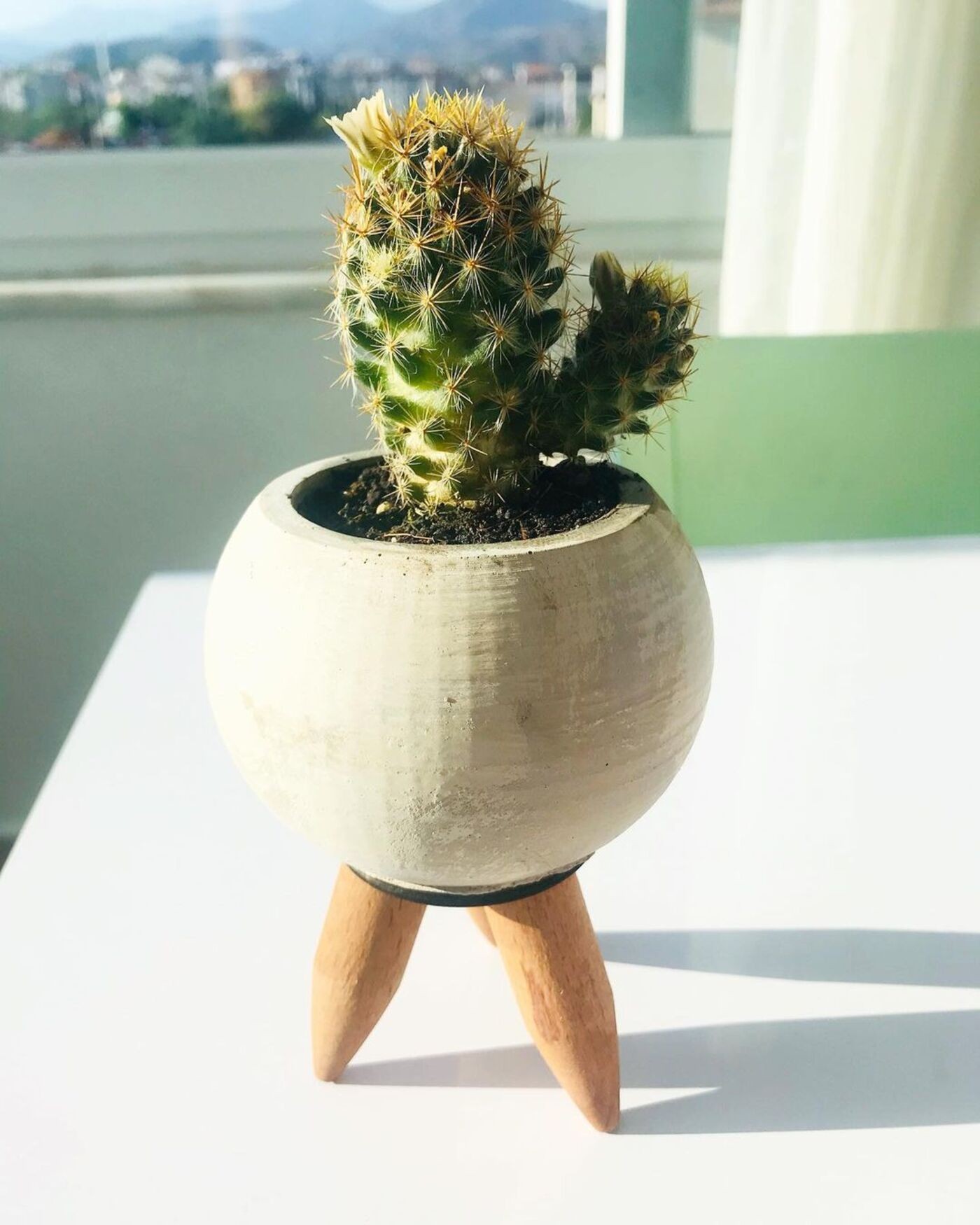 Fundo natural da casa da planta de cactos