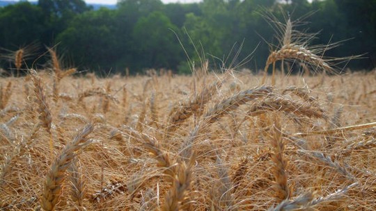 Preço do trigo inicia o ano em ligeira queda no Brasil