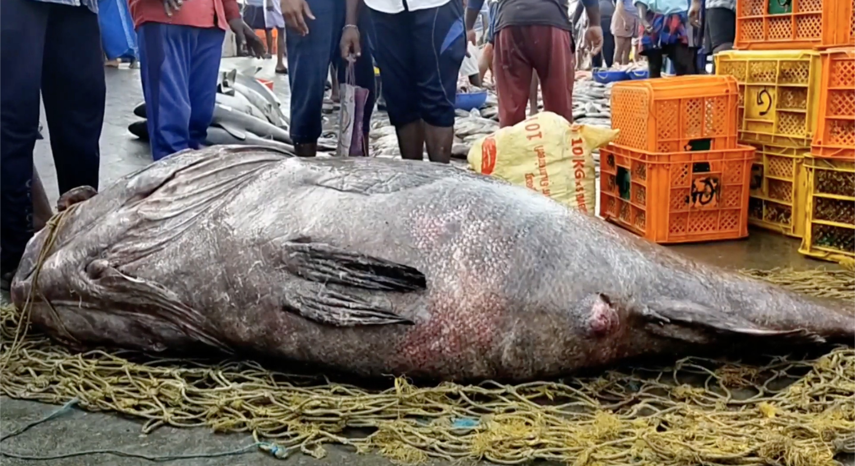 Peixe Garoupa de 450 kg, um tamanho impressionante sendo que o peso da espécie nessa região costuma ser de 5 a 10 kg (Foto: Reprodução: vídeo Newsflare)