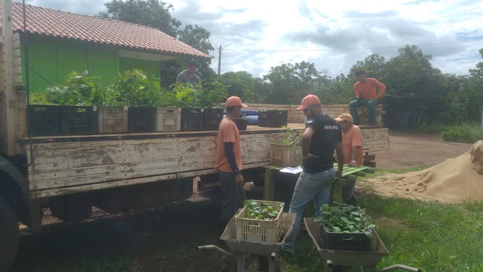 Prefeituras e pessoas físicas poderão retirar as mudas — Foto: Adenilton José Pereira/Naturatins