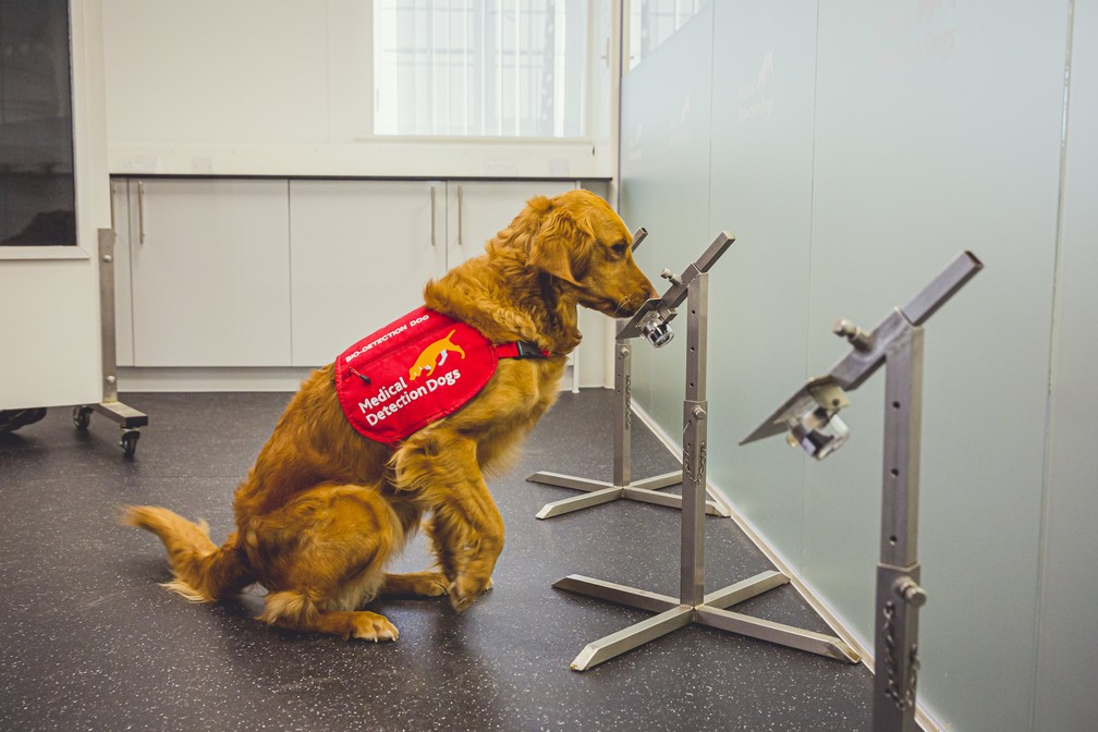 A cachorrinha Millie, da raça golden retriever, foi treinada para detectar a Covid-19 em um estudo no Reino Unido. — Foto: Neil Pollock/MDD