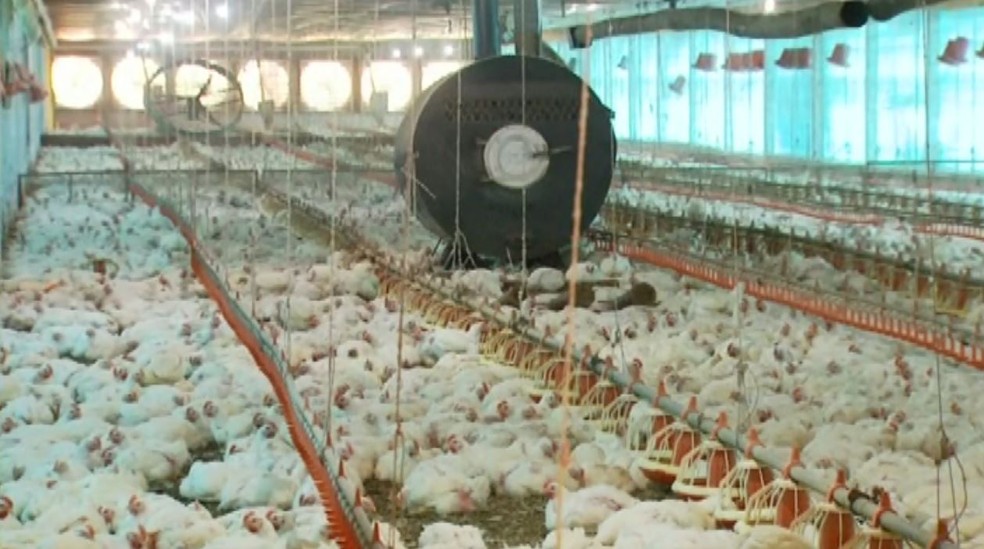 Aves morreram por conta do calor em granja em Pratápolis (MG) — Foto: Reprodução/EPTV