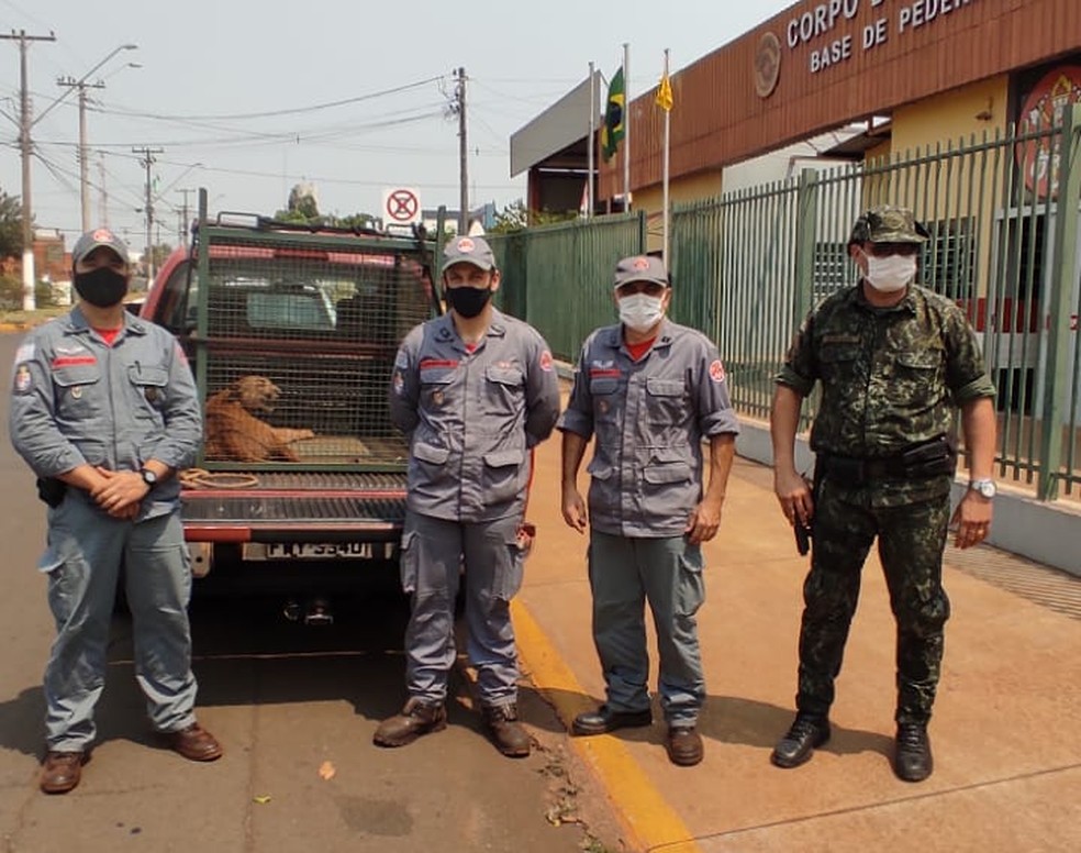 Bombeiros utilizaram tranquilizante para capturar a onça  — Foto: Corpo de Bombeiros/Divulgação